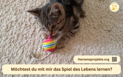 Zur erfolgreichen Partnerschaft mit Lebenslehrer-Katzen